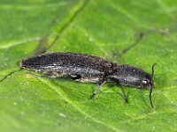 Ectinus aterrimus