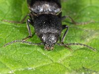 Ectinus aterrimus 3, Saxifraga-Ab H Baas