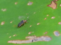 Galerucella nymphaeae 12, Waterleliehaantje, Saxifraga-Tom Heijnen