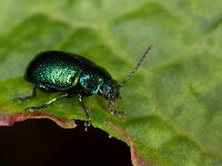 Gastrophysa viridula 4, Groen zuringhaantje, Saxifraga-Luc Hoogenstein