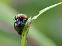 Gastrophysa viridula 6, Groen zuringhaantje, Saxifraga-Tom Heijnen