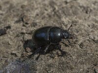 Geotrupes stercorosus 2, Bosmestkever, Saxifraga-Willem van Kruijsbergen