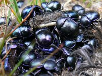 Geotrupes vernalis 4, Voorjaarsmestkever, Saxifraga-Tom Heijnen