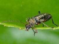 Grammoptera ruficornis 3, Gewone bloesemboktor, Saxifraga-Ab H Baas