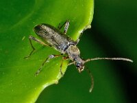 Grammoptera ruficornis 5, Gewone bloesemboktor, Saxifraga-Ab H Baas