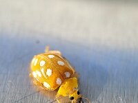 Halyzia sedecimguttata 12, Meeldauwlieveheersbeestje, Saxifraga-Ben Delbaere