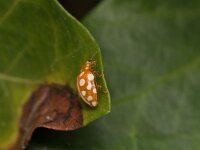 Halyzia sedecimguttata 13, Meeldauwlieveheersbeestje, Saxifraga-Tom Heijnen