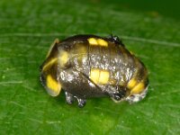 Halyzia sedecimguttata 7, Meeldauwlieveheersbeestje, Saxifraga-Ab H Baas