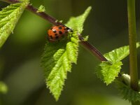Harmonia axyridis f succinea 13, Veelstippelig Aziatisch lieveheersbeestje, Saxifraga-Jan van der Straaten