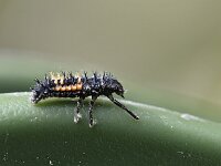 Harmonia axyridis 26, Aziatisch lieveheersbeestje, Saxifraga-Tom Heijnen