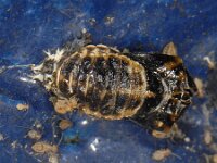 Harmonia axyridis #10171 : Harmonia axyridis, Asian lady beetle, Veelkleurig Aziatisch lieveheersbeestje, Pupa