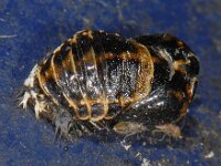 Harmonia axyridis #10169 : Harmonia axyridis, Asian lady beetle, Veelkleurig Aziatisch lieveheersbeestje, Pupa