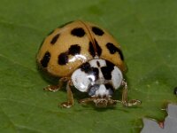 Harmonia axyridis 01 #03870 : Harmonia axyridis, Asian lady beetle, Veelkleurig Aziatisch lieveheersbeestje