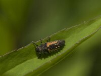 Harmonia axyridis 48, Aziatisch lieveheersbeestje, Saxifraga-Jan van der Straaten