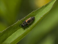Harmonia axyridis 49, Aziatisch lieveheersbeestje, Saxifraga-Jan van der Straaten