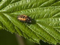 Harmonia axyridis 51, Aziatisch lieveheersbeestje, Saxifraga-Jan van der Straaten