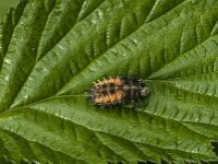 Harmonia axyridis 52, Aziatisch lieveheersbeestje, Saxifraga-Jan van der Straaten