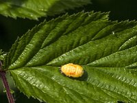 Harmonia axyridis 54, Aziatisch lieveheersbeestje, Saxifraga-Jan van der Straaten