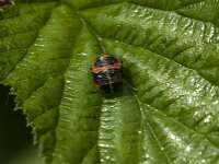 Harmonia axyridis 55, Aziatisch lieveheersbeestje, Saxifraga-Jan van der Straaten