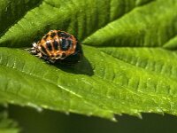 Harmonia axyridis 58, Aziatisch lieveheersbeestje, Saxifraga-Jan van der Straaten