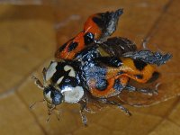 Harmonia axyridis #10128 : Harmonia axyridis, Asian lady beetle, Veelkleurig Aziatisch lieveheersbeestje