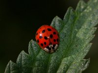 Harmonia axyridis 27, Veelkleurig Aziatisch lieveheersbeestje, Foto Fitis-Sytske Dijksen