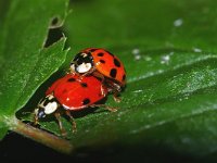 Harmonia axyridis 29, Veelkleurig Aziatisch lieveheersbeestje, Foto Fitis-Sytske Dijksen