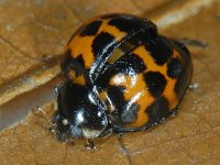 Harmonia axyridis #10138 : Harmonia axyridis, Asian lady beetle, Veelkleurig Aziatisch lieveheersbeestje
