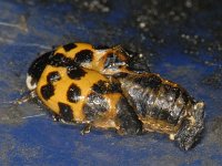 Harmonia axyridis #10159 : Harmonia axyridis, Asian lady beetle, Veelkleurig Aziatisch lieveheersbeestje, Pupa