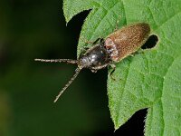 Hemicrepidius sp
