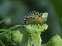 Henosepilachna argus 2, Heggenranklieveheersbeestje, Saxifraga-Rutger Barendse