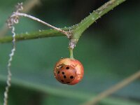 Henosepilachna argus 3, Heggenranklieveheersbeestje, Saxifraga-Peter Meininger