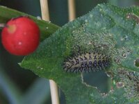 Henosepilachna argus 4, Heggenranklieveheersbeestje, Saxifraga-Peter Meininger