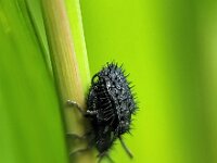 Hispa atra 2, Egeltje, Saxifraga-Ben Delbaere