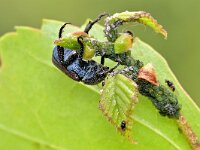 Hoplia philanthus 2, Meelbloemkever, Saxifraga-Tom Heijnen