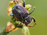 Hoplia philanthus 3, Meelbloemkever, Saxifraga-Tom Heijnen
