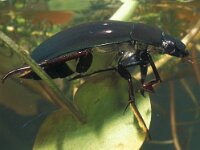 Hydrophilus piceus 9, Grote spinnende watertor, male, Saxifraga-Frits Bink