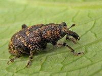 Hylobius abietis 4, Grote dennensnuitkever, Saxifraga-Ab H Baas