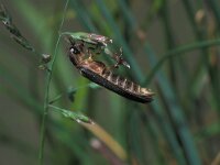 Lampyris noctiluca 10, Grote glimworm, Saxifraga-Frits Bink