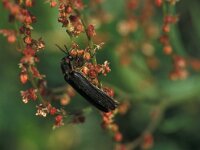 Lampyris noctiluca 8, Grote glimworm, Saxifraga-Frits Bink