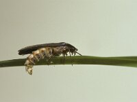 Lampyris noctiluca 4, Grote glimworm, male, Saxifraga-Pieter van Breugel