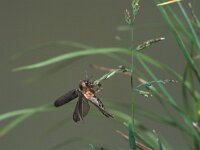 Lampyris noctiluca 5, Grote glimworm, Saxifraga-Frits Bink