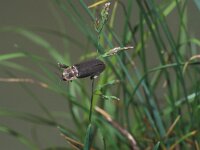 Lampyris noctiluca 7, Grote glimworm, Saxifraga-Frits Bink