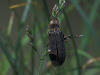Lampyris noctiluca 9, Grote glimworm, Saxifraga-Frits Bink