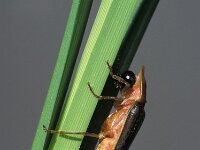 Lampyris zenkeri 10, ex larva, Saxifraga-Frits Bink