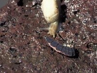 Lampyris zenkeri 12, Saxifraga-Frits Bink