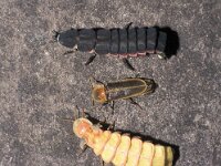 Lampyris zenkeri 2, Saxifraga-Frits Bink