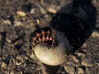 Lampyris zenkeri 3, Saxifraga-Frits Bink