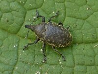 Larinus turbinatus 2, Saxifraga-Ab H Baas