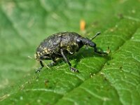 Larinus turbinatus 3, Saxifraga-Ab H Baas